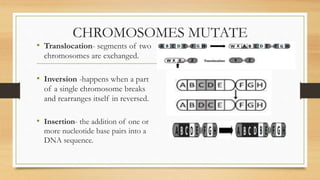 CHROMOSOMES MUTATE
• Translocation- segments of two
chromosomes are exchanged.
• Inversion -happens when a part
of a single chromosome breaks
and rearranges itself in reversed.
• Insertion- the addition of one or
more nucleotide base pairs into a
DNA sequence.
 
