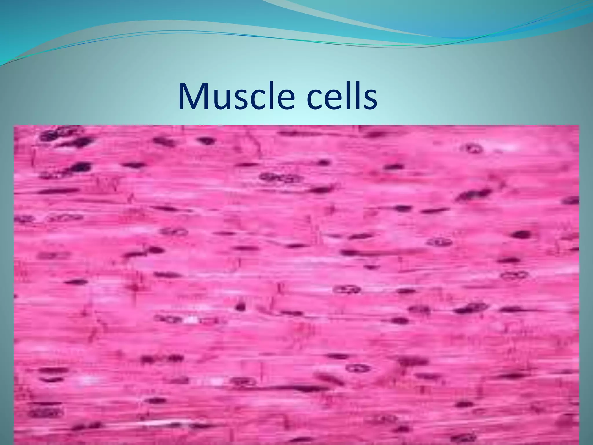 Muscle cells 
 