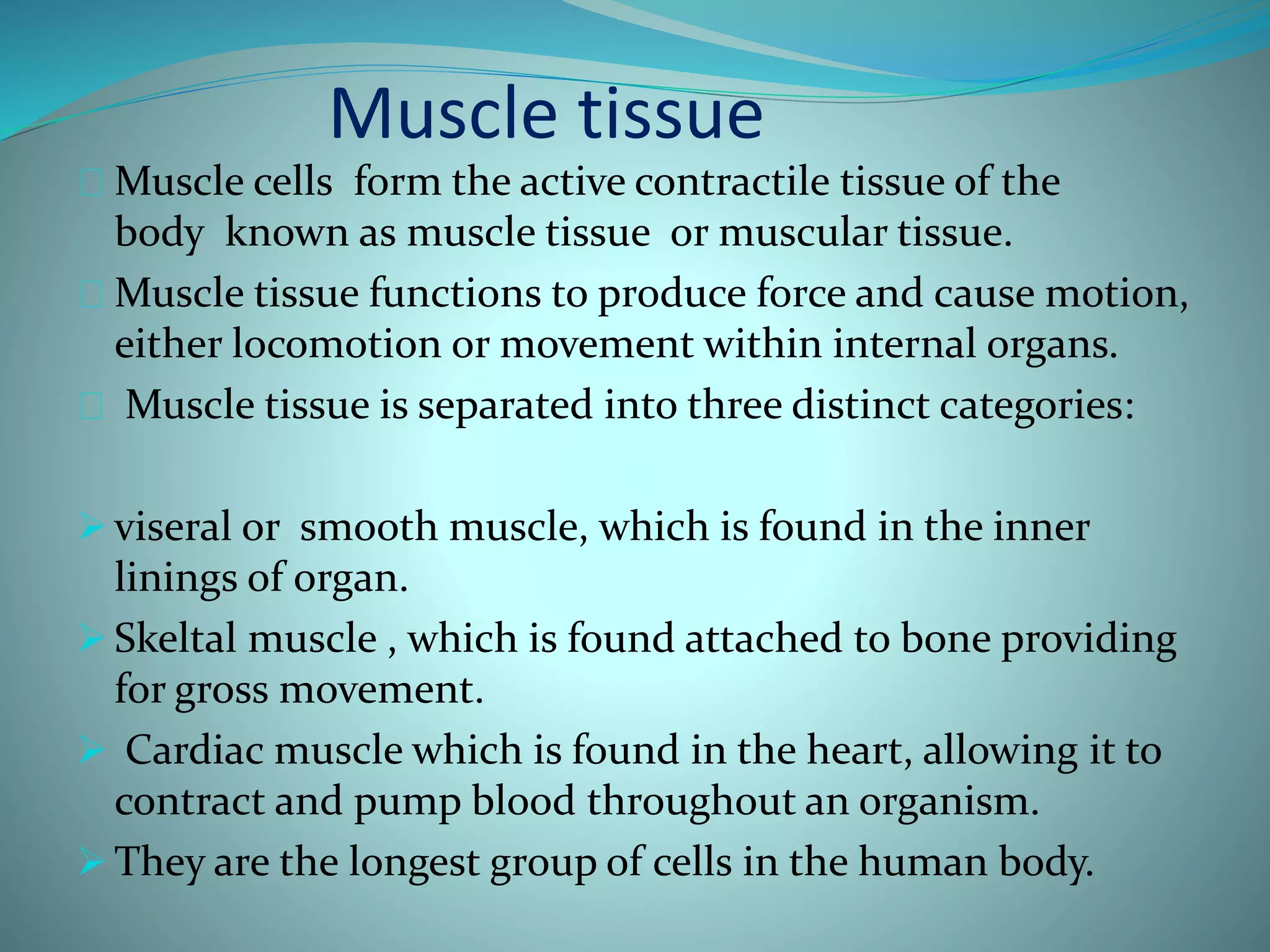 Muscle tissue 
Muscle cells form the active contractile tissue of the 
body known as muscle tissue or muscular tissue. 
Muscle tissue functions to produce force and cause motion, 
either locomotion or movement within internal organs. 
Muscle tissue is separated into three distinct categories: 
 viseral or smooth muscle, which is found in the inner 
linings of organ. 
 Skeltal muscle , which is found attached to bone providing 
for gross movement. 
 Cardiac muscle which is found in the heart, allowing it to 
contract and pump blood throughout an organism. 
 They are the longest group of cells in the human body. 
 