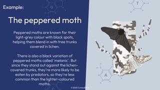Natural Selection and Evolution Explained | PDF