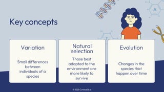 Natural Selection and Evolution Explained | PDF