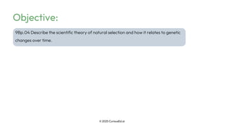 Natural Selection and Evolution Explained | PDF