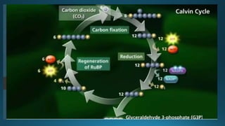 Comprehensive Overview of the Calvin Cycle in Photosynthesis | PPTX