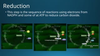 Comprehensive Overview of the Calvin Cycle in Photosynthesis | PPTX
