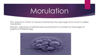 Comprehensive Embryology: Fertilization to Gastrulation Processes | PDF