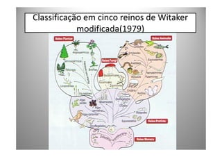 Classificação em cinco reinos de Witaker
            modificada(1979)
 