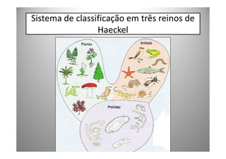 Sistema de classificação em três reinos de
                 Haeckel
 