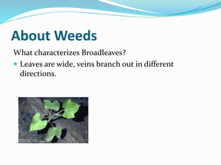 About Weeds
What characterizes Broadleaves?
 Leaves are wide, veins branch out in different
directions.
 