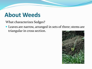 About Weeds
What characterizes Sedges?
 Leaves are narrow, arranged in sets of three; stems are
triangular in cross secti...