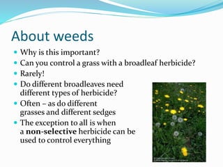 About weeds
 Why is this important?
 Can you control a grass with a broadleaf herbicide?
 Rarely!
 Do different broadl...
