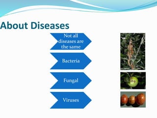 About Diseases
Not all
diseases are
the same
Bacteria
Fungal
Viruses
 