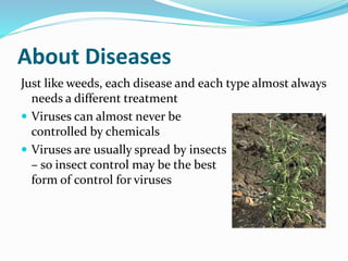 About Diseases
Just like weeds, each disease and each type almost always
needs a different treatment
 Viruses can almost ...