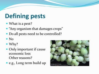 Defining pests
 What is a pest?
 “Any organism that damages crops”
 Do all pests need to be controlled?
 No
 Why?
 O...