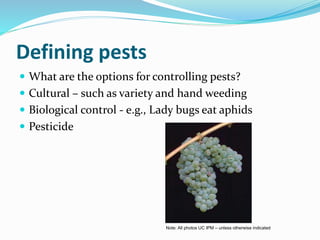 Defining pests
 What are the options for controlling pests?
 Cultural – such as variety and hand weeding
 Biological co...