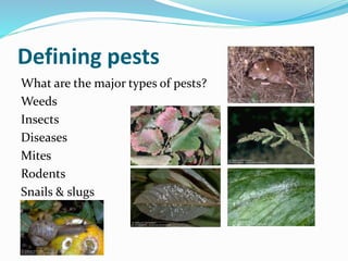 Defining pests
What are the major types of pests?
Weeds
Insects
Diseases
Mites
Rodents
Snails & slugs
 