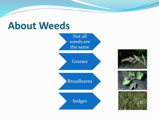 About Weeds
Not all
weeds are
the same
Grasses
Broadleaves
Sedges
 