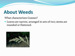 About Weeds
What characterizes Grasses?
 Leaves are narrow, arranged in sets of two; stems are
rounded or flattened.
 