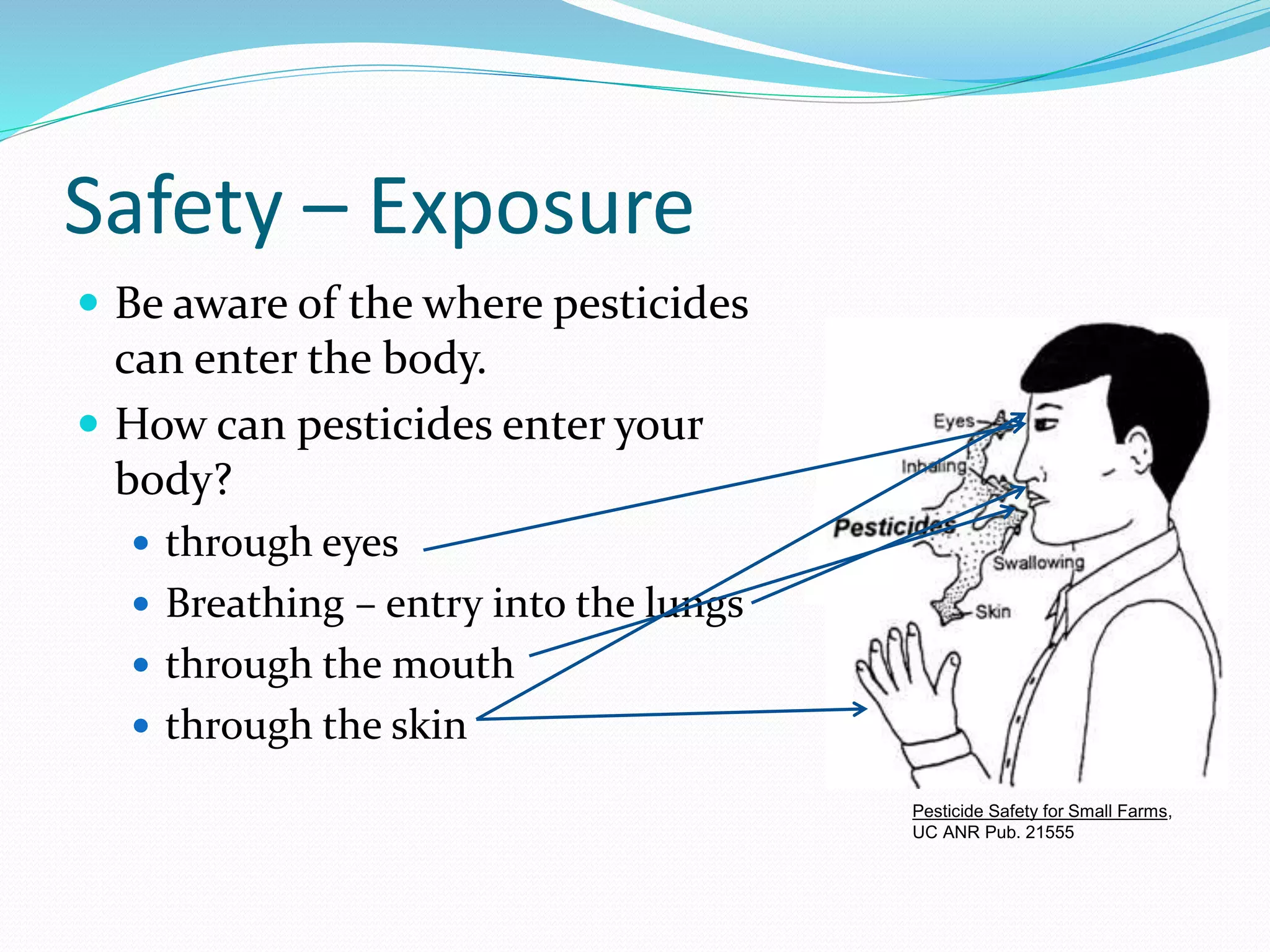 Safety – Exposure
 Be aware of the where pesticides
can enter the body.
 How can pesticides enter your
body?
 through eyes
 Breathing – entry into the lungs
 through the mouth
 through the skin
Pesticide Safety for Small Farms,
UC ANR Pub. 21555
 