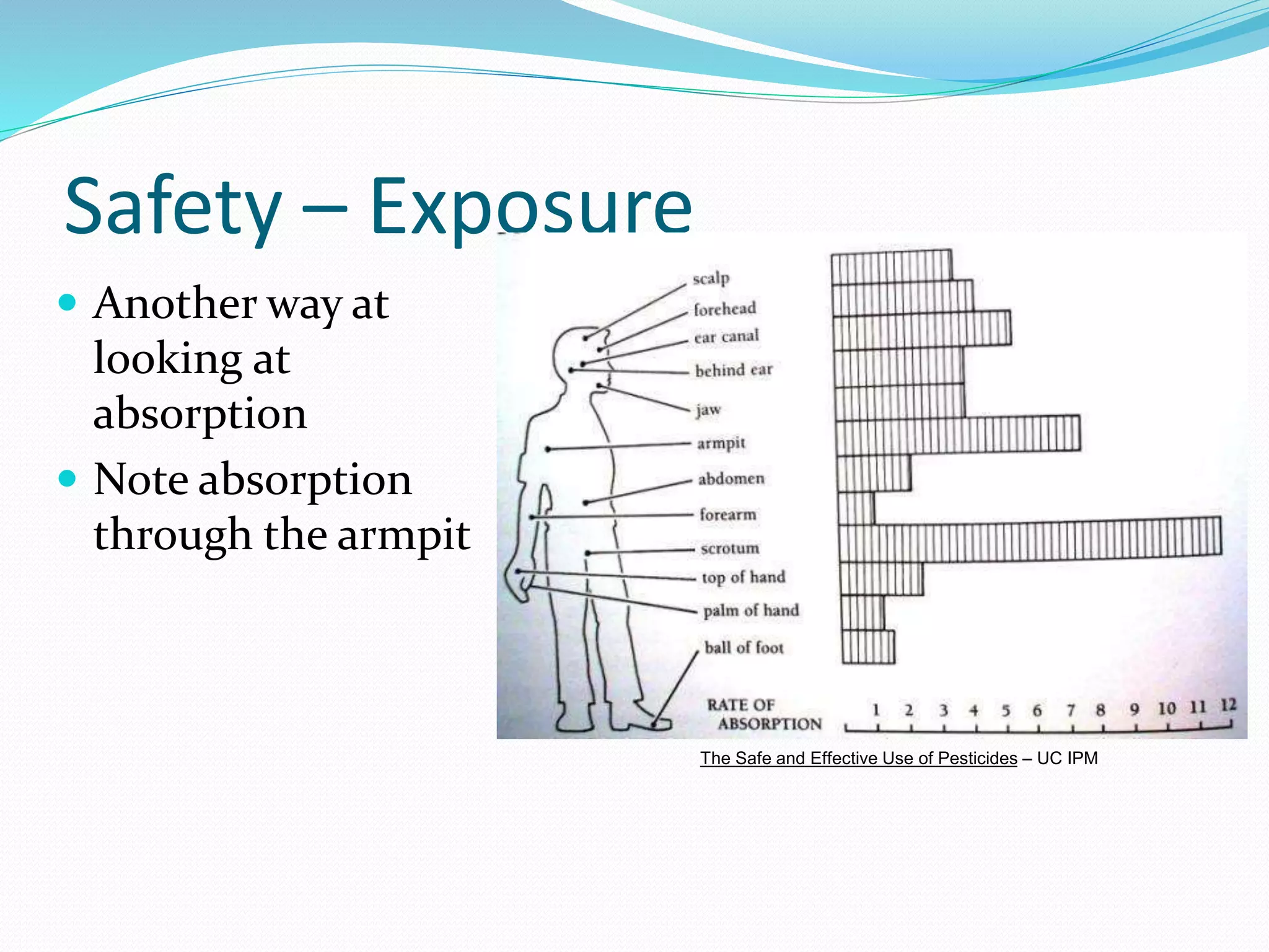 Safety – Exposure
 Another way at
looking at
absorption
 Note absorption
through the armpit
The Safe and Effective Use of Pesticides – UC IPM
 