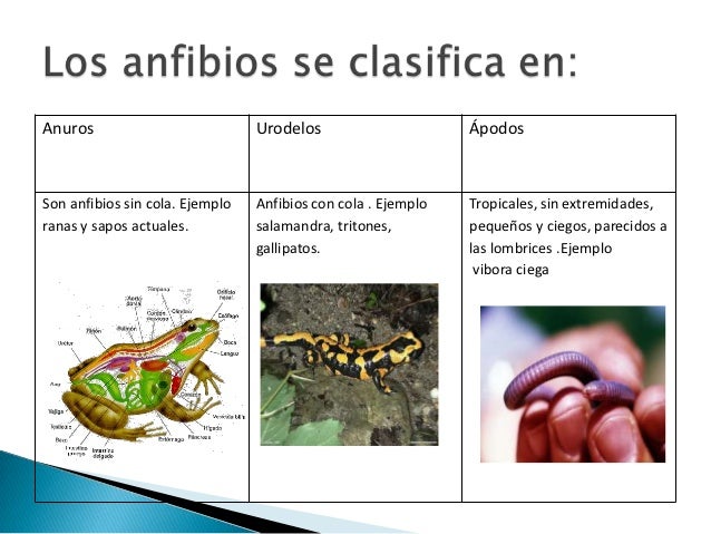 Los parásitos en el intestino de la lamblia el análisis