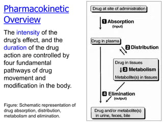 Pharmacokinetic
Overview
The intensity of the
drug's effect, and the
duration of the drug
action are controlled by
four fundamental
pathways of drug
movement and
modification in the body.
Figure: Schematic representation of
drug absorption, distribution,
metabolism and elimination.
 