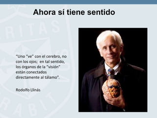 Ahora sí tiene sentido
“Uno “ve” con el cerebro, no
con los ojos; en tal sentido,
los órganos de la “visión”
están conectados
directamente al tálamo”.
Rodolfo Llinás
