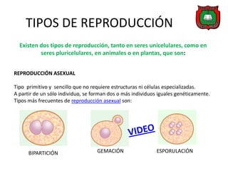 TIPOS DE REPRODUCCIÓN
  Existen dos tipos de reproducción, tanto en seres unicelulares, como en
          seres pluricelulares, en animales o en plantas, que son:


REPRODUCCIÓN ASEXUAL

Tipo primitivo y sencillo que no requiere estructuras ni células especializadas.
A partir de un sólo individuo, se forman dos o más individuos iguales genéticamente.
Tipos más frecuentes de reproducción asexual son:




      BIPARTICIÓN                  GEMACIÓN                  ESPORULACIÓN
 