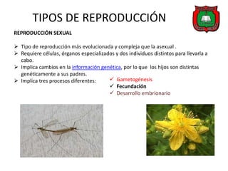 TIPOS DE REPRODUCCIÓN
REPRODUCCIÓN SEXUAL

 Tipo de reproducción más evolucionada y compleja que la asexual .
 Requiere células, órganos especializados y dos individuos distintos para llevarla a
  cabo.
 Implica cambios en la información genética, por lo que los hijos son distintas
  genéticamente a sus padres.
 Implica tres procesos diferentes:      Gametogénesis
                                         Fecundación
                                         Desarrollo embrionario
 