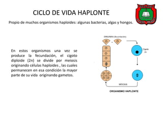 CICLO DE VIDA HAPLONTE
Propio de muchos organismos haploides: algunas bacterias, algas y hongos.




 En estos organismos una vez se
 produce la fecundación, el cigoto
 diploide (2n) se divide por meiosis
 originando células haploides , las cuales
 permanecen en esa condición la mayor
 parte de su vida originando gametos.
 