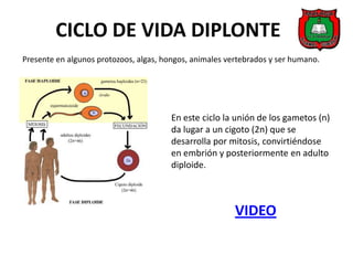 CICLO DE VIDA DIPLONTE
Presente en algunos protozoos, algas, hongos, animales vertebrados y ser humano.




                                        En este ciclo la unión de los gametos (n)
                                        da lugar a un cigoto (2n) que se
                                        desarrolla por mitosis, convirtiéndose
                                        en embrión y posteriormente en adulto
                                        diploide.



                                                         VIDEO
 