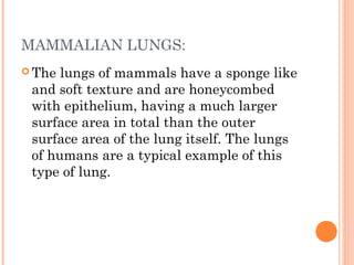 MAMMALIAN LUNGS:
 The lungs of mammals have a sponge like
 and soft texture and are honeycombed
 with epithelium, having a much larger
 surface area in total than the outer
 surface area of the lung itself. The lungs
 of humans are a typical example of this
 type of lung.
 