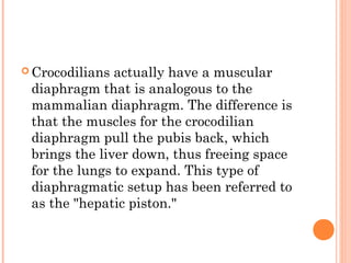  Crocodilians actually have a muscular
 diaphragm that is analogous to the
 mammalian diaphragm. The difference is
 that the muscles for the crocodilian
 diaphragm pull the pubis back, which
 brings the liver down, thus freeing space
 for the lungs to expand. This type of
 diaphragmatic setup has been referred to
 as the "hepatic piston."
 