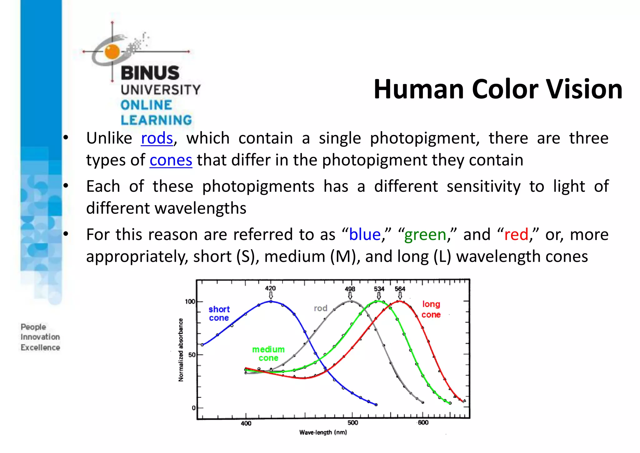 Human Color Vision
• Unlike rods, which contain a single photopigment, there are three
types of cones that differ in the photopigment they contain
• Each of these photopigments has a different sensitivity to light of
different wavelengths
• For this reason are referred to as “blue,” “green,” and “red,” or, more
appropriately, short (S), medium (M), and long (L) wavelength cones
 