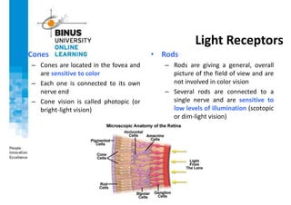 Light Receptors
• Cones
– Cones are located in the fovea and
are sensitive to color
– Each one is connected to its own
nerve end
– Cone vision is called photopic (or
bright-light vision)
• Rods
– Rods are giving a general, overall
picture of the field of view and are
not involved in color vision
– Several rods are connected to a
single nerve and are sensitive to
low levels of illumination (scotopic
or dim-light vision)
 