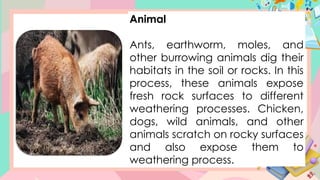 Animal
Ants, earthworm, moles, and
other burrowing animals dig their
habitats in the soil or rocks. In this
process, these animals expose
fresh rock surfaces to different
weathering processes. Chicken,
dogs, wild animals, and other
animals scratch on rocky surfaces
and also expose them to
weathering process.
 