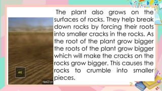 The plant also grows on the
surfaces of rocks. They help break
down rocks by forcing their roots
into smaller cracks in the rocks. As
the root of the plant grow bigger
the roots of the plant grow bigger
which will make the cracks on the
rocks grow bigger. This causes the
rocks to crumble into smaller
pieces.
 