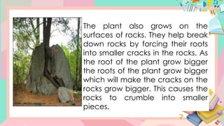 The plant also grows on the
surfaces of rocks. They help break
down rocks by forcing their roots
into smaller cracks in the rocks. As
the root of the plant grow bigger
the roots of the plant grow bigger
which will make the cracks on the
rocks grow bigger. This causes the
rocks to crumble into smaller
pieces.
 