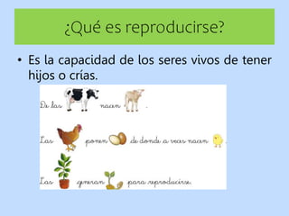 ¿Qué es reproducirse?
• Es la capacidad de los seres vivos de tener
hijos o crías.
 