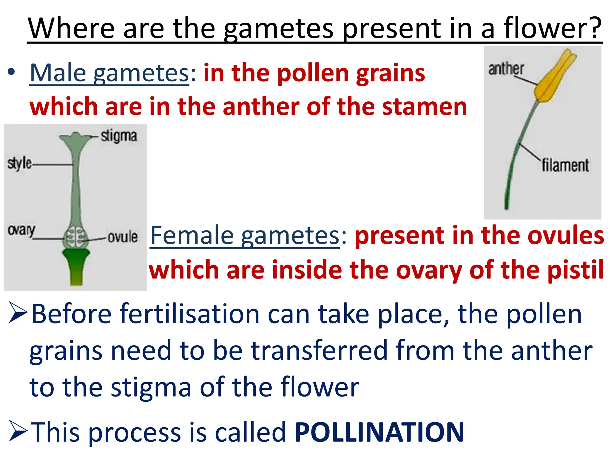 PPT- SEXUAL REPRODUCTION IN PLANTs and human | PDF