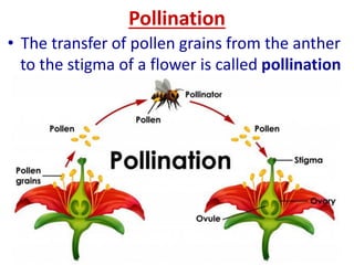 PPT- SEXUAL REPRODUCTION IN PLANTs and human | PDF