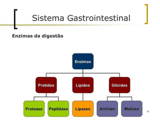 Enzimas da digestão
Sistema Gastrointestinal
15
 