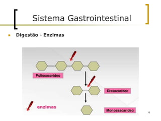  Digestão - Enzimas
Sistema Gastrointestinal
16
 