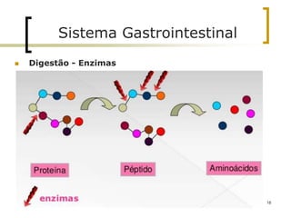  Digestão - Enzimas
Sistema Gastrointestinal
18
 