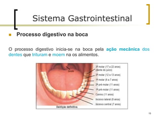  Processo digestivo na boca
O processo digestivo inicia-se na boca pela ação mecânica dos
dentes que trituram e moem na os alimentos.
Sistema Gastrointestinal
19
 