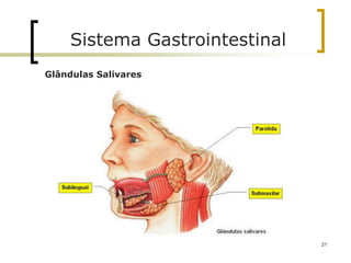 Glândulas Salivares
Sistema Gastrointestinal
21
 