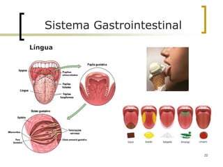 Língua
Sistema Gastrointestinal
22
 