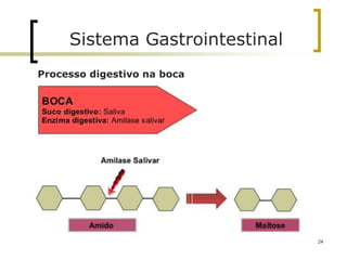 Processo digestivo na boca
Sistema Gastrointestinal
24
 