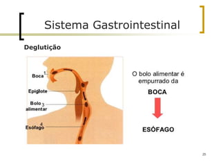Deglutição
Sistema Gastrointestinal
25
 