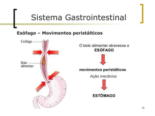 Esófago – Movimentos peristálticos
Sistema Gastrointestinal
Profa. Isabel Henriques 26
Ação mecânica
 