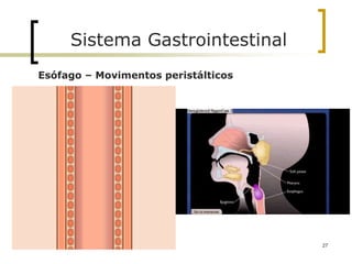Esófago – Movimentos peristálticos
Sistema Gastrointestinal
27
 
